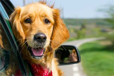 Location maison de vacances avec un chien